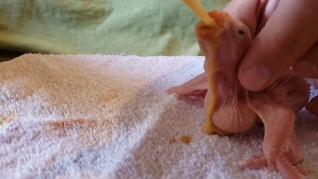 BABY INDIAN RINGNECK PARAKEETS - Psittacula krameri смотреть онлайн