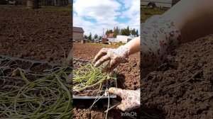 Как высадить рассаду лука эксибишен в открытый грунт 🧅