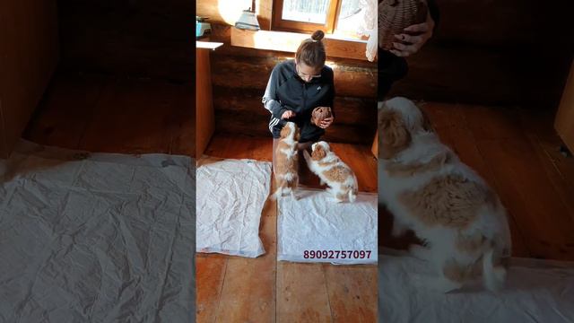 Щенки Кавалер Кинг Чарльз спаниель смотреть онлайн