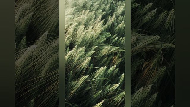 Жизни описание пророка Мухаммада ﷺ 1 часть 3 глава смотреть онлайн