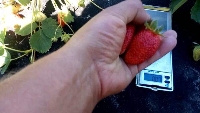 Сорт клубники Линоса нсд смотреть онлайн