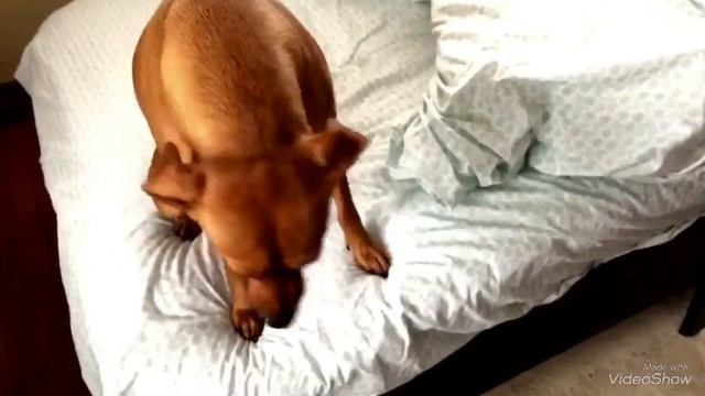 ДАЁМ ХОРОШЕЕ НАСТРОЕНИЕ НА ВЕСЬ ДЕНЬ смотреть онлайн