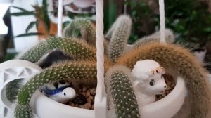 Хильдевинтера. Хвост обезьяны. Паук.