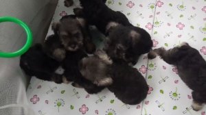 Щенки  в вольере.