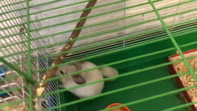 Ура у нас появились шиншиллы мальчик и девочка смотреть онлайн