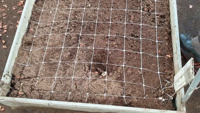 Выгонка тюльпанов на 14 Февраля: прошла неделя после посадки смотреть онлайн