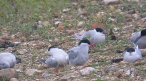 Arctic Tern, Paxton Pits 7-5-12