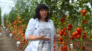 Томат Спрут: на стремянке за помидорами! Самый урожайный томат. Помидорное дерево! Советы агронома!