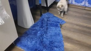 Поймана самая огромная мышь в мире. ВЫ НЕ ПОВЕРИТЕ, НО ЛИЧНО ПОМОГАЛ ЛОВИТЬ МЫШЬ