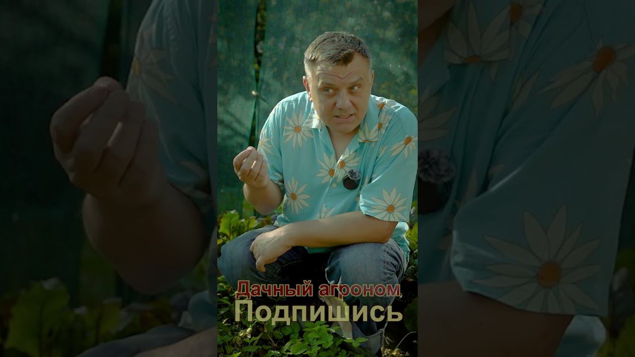 Клубника ананасная? Напишите какая клубника лучше