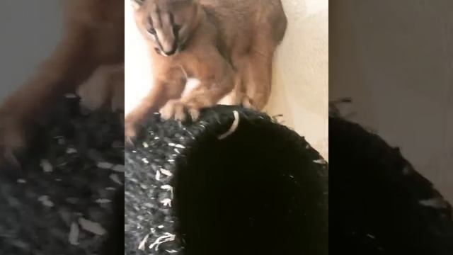 Каракал поёт песни. Чирикающий каракал. Caracal kitten sings song