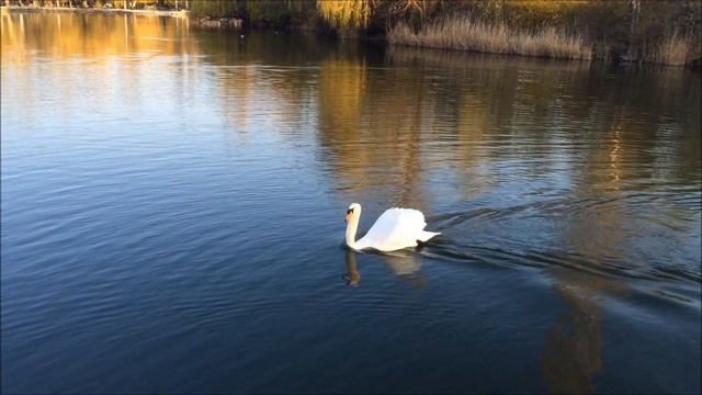 Лебеди на пруду... смотреть онлайн