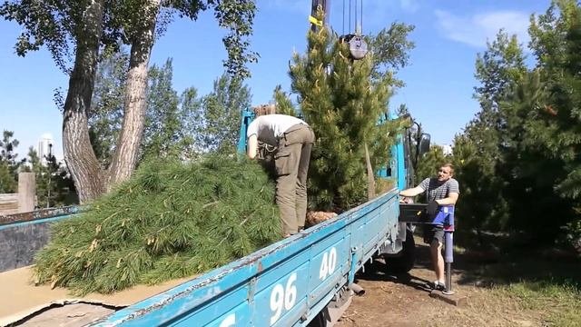 Саженцы кедра Эксклюзив, 2,0 метра. Отправка с площадки г. Красноярск