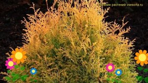 Туя западная Рейнголд. Краткий обзор, описание характеристик thuja occidentalis Reingold