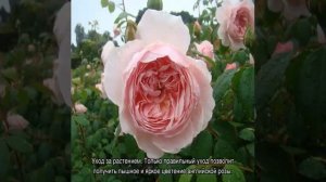 Роза Уизли (Wisley) — описание сортового шраба