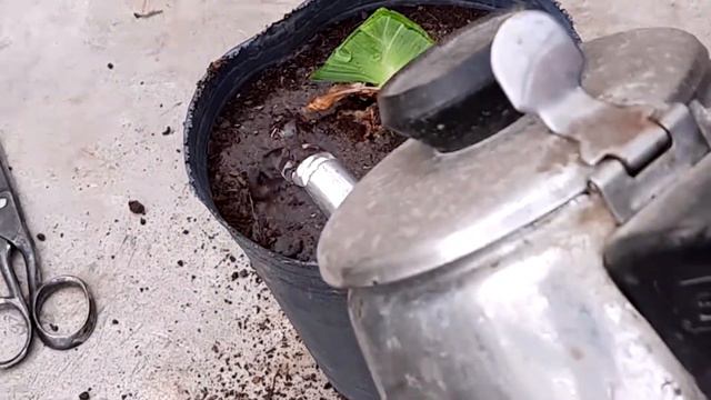 Como plantar correctamente un rizoma de lirio en suelo o maceta смотреть онлайн