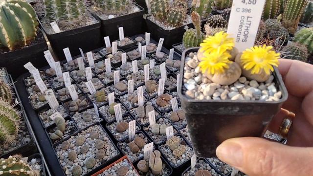 Литопсы цветут,как сумашедшие.Lithops смотреть онлайн