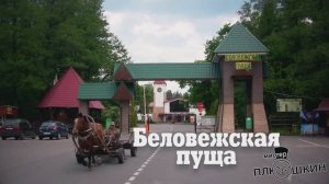 Беловежская пуща 2018