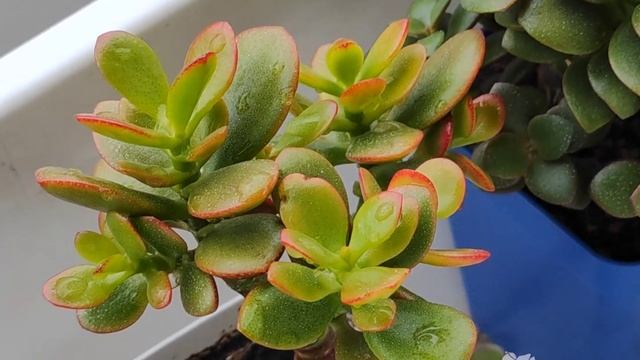Crassula ovata "Gold coin" смотреть онлайн