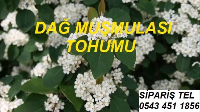 Cotoneaster horizontalis,yayılıcı dağ muşmulası,cotoneaster tohumu,dağ muşmulası tohumları,Cotoneas смотреть онлайн