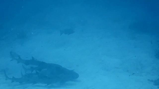 Игры акул (клип) смотреть онлайн