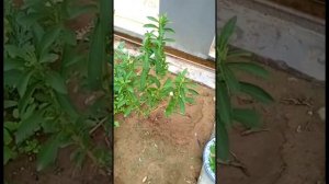 Stevia Plant for Sugar Patients