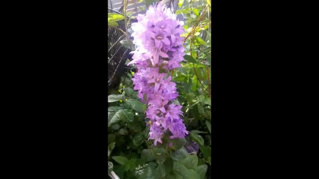 цветы прекрасны ! смотреть онлайн