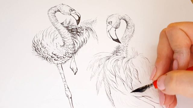 Flamingo. Graphical art. Ink & pen drawing. Фламинго. Графика. Рисунок тушью и пером. #ink #paintin