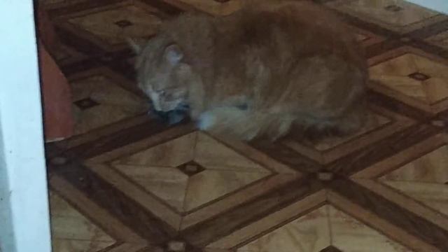 Кот мышелов. Поймал и съел 4 штуки за один раз. смотреть онлайн