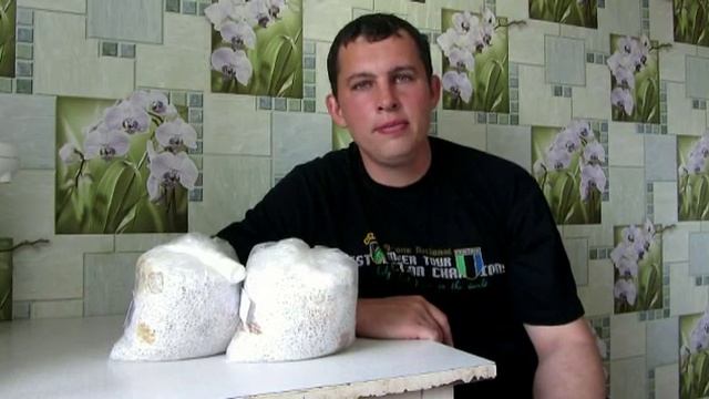 королевская вешенка из мицелия на палочках