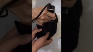 Стрижка кота Машинкой Moser Rex