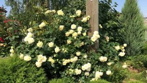 Самая романтическая роза - великолепная «Эльф»( Elfe)! ?Посади! Рекомендую!?