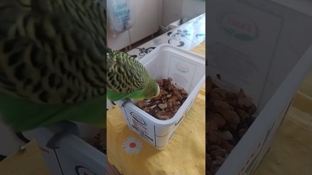 #shorts Какие вкусные орешки ))) смотреть онлайн