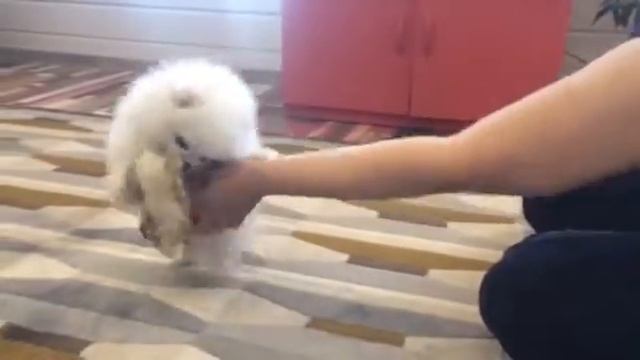 Сказочный малыш. Белый Померанец смотреть онлайн