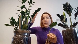 ЖЕЛТЕЮТ ЛИСТЬЯ у замиокулькаса, сохнут и опадают.?ПОЧЕМУ? Что делать?