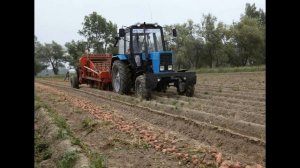 Описание сорта картофеля «Карсан».