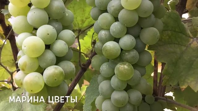 КИСЛЫЙ ВИНОГРАД СРЫВАТЬ И ЧТО ДЕЛАТЬ С НИМ смотреть онлайн