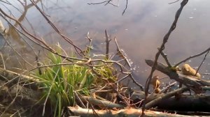 Попалась щука в морду