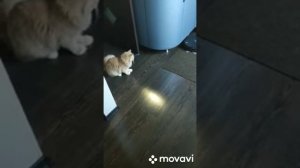 Кот и робот пылесос