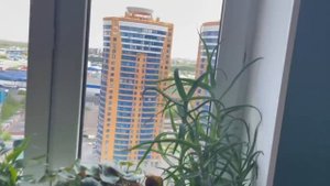 Растения дома все как на подбор. Я в гостях у Анны Вардар. Красивая, умная, хозяйственная девушка.