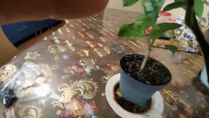 КАК ОБРЕЗАТЬ И ПОДГОТОВИТЬ ВАШ ЧЕРЕНОК ЦИТРУСА ДЛЯ УКОРЕНЕНИЯ ИЛИ ПРИВИВКИ.