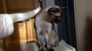 Бурманская кошка Джоконда