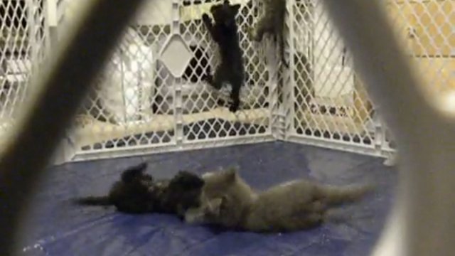 Игривые котята