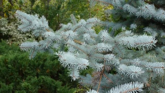 Сортовая Ель колючая Хупси I Picea Pungens Hoopsii