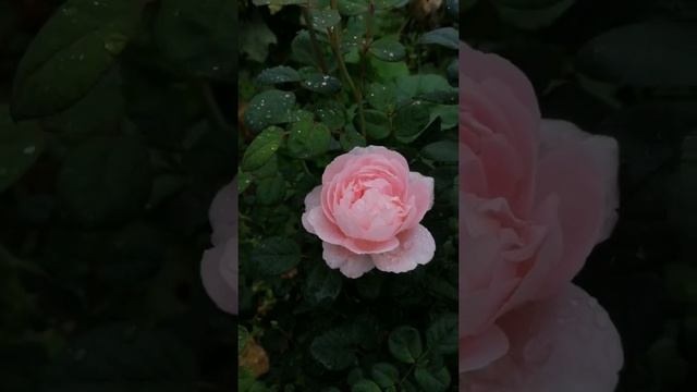 Роза Квин оф Шведен (Qween of Shweden). 1-ый сезон. смотреть онлайн