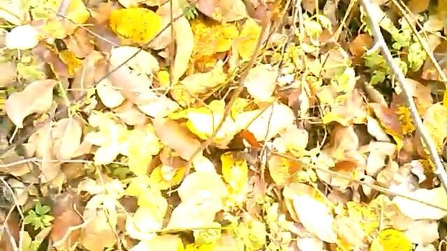 Прививка яблони осенью часть 1.Прививка яблони в расщеп.Как прививать яблоню в расщеп