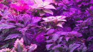 Зимовка Колеусов #колеусы#коллекционные#натальяхорошунова#колеусы#новосибирск#колеусы#морипоза#