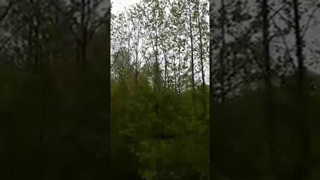 Пение птиц на опушке леса смотреть онлайн