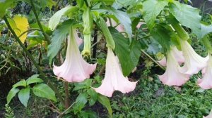 БРУГМАНСИЯ В САДУ / ОКТЯБРЬ 2020