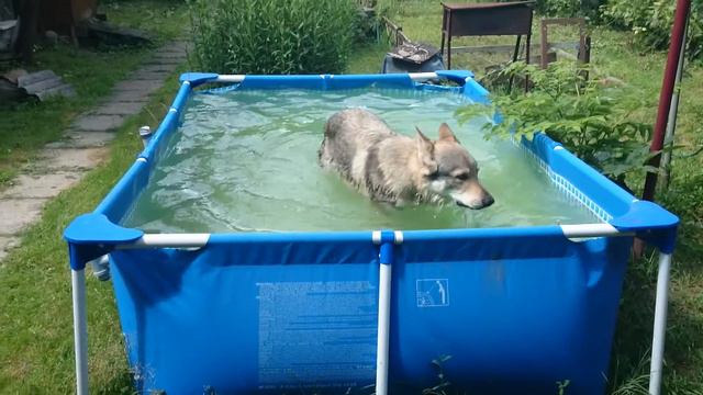Канис и бассейн 3